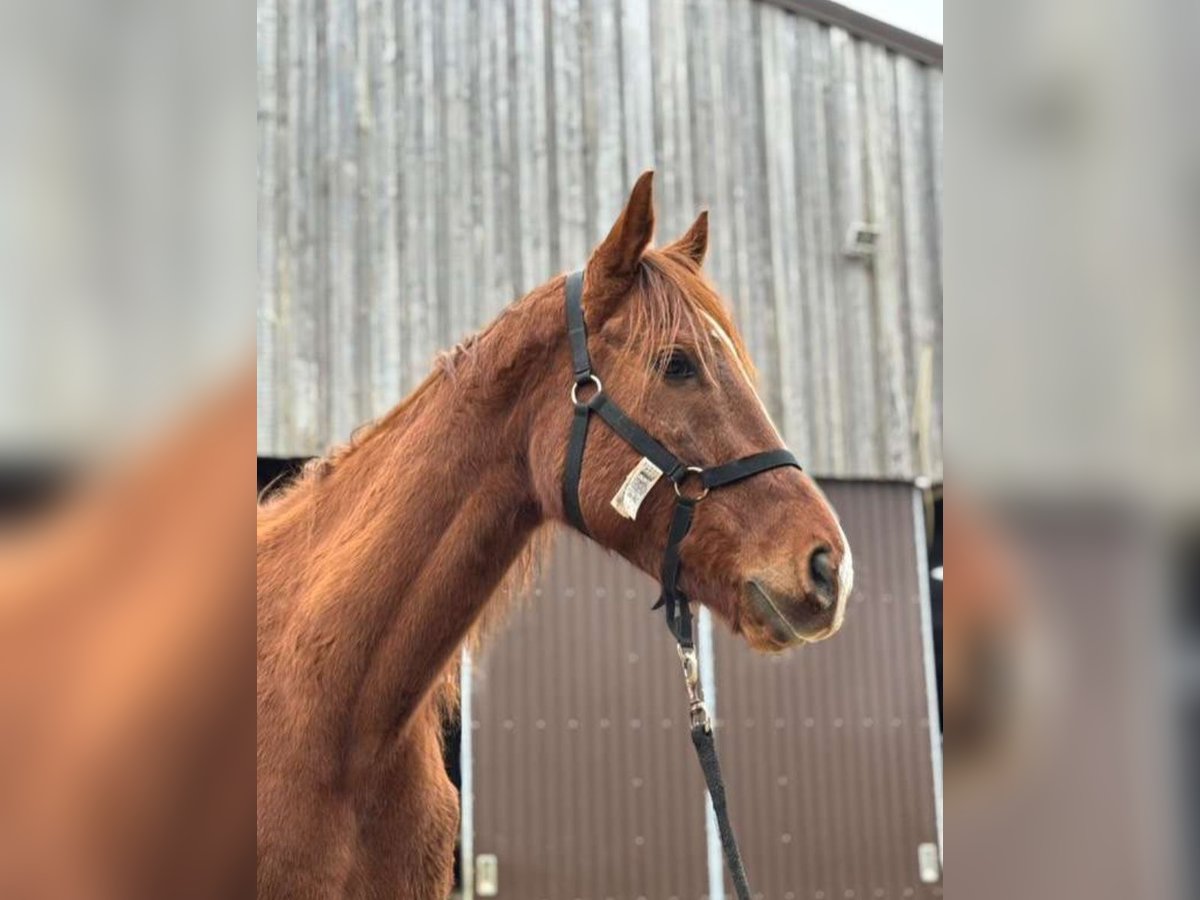 Thoroughbred Gelding 9 years 16,2 hh Chestnut-Red in Sedan