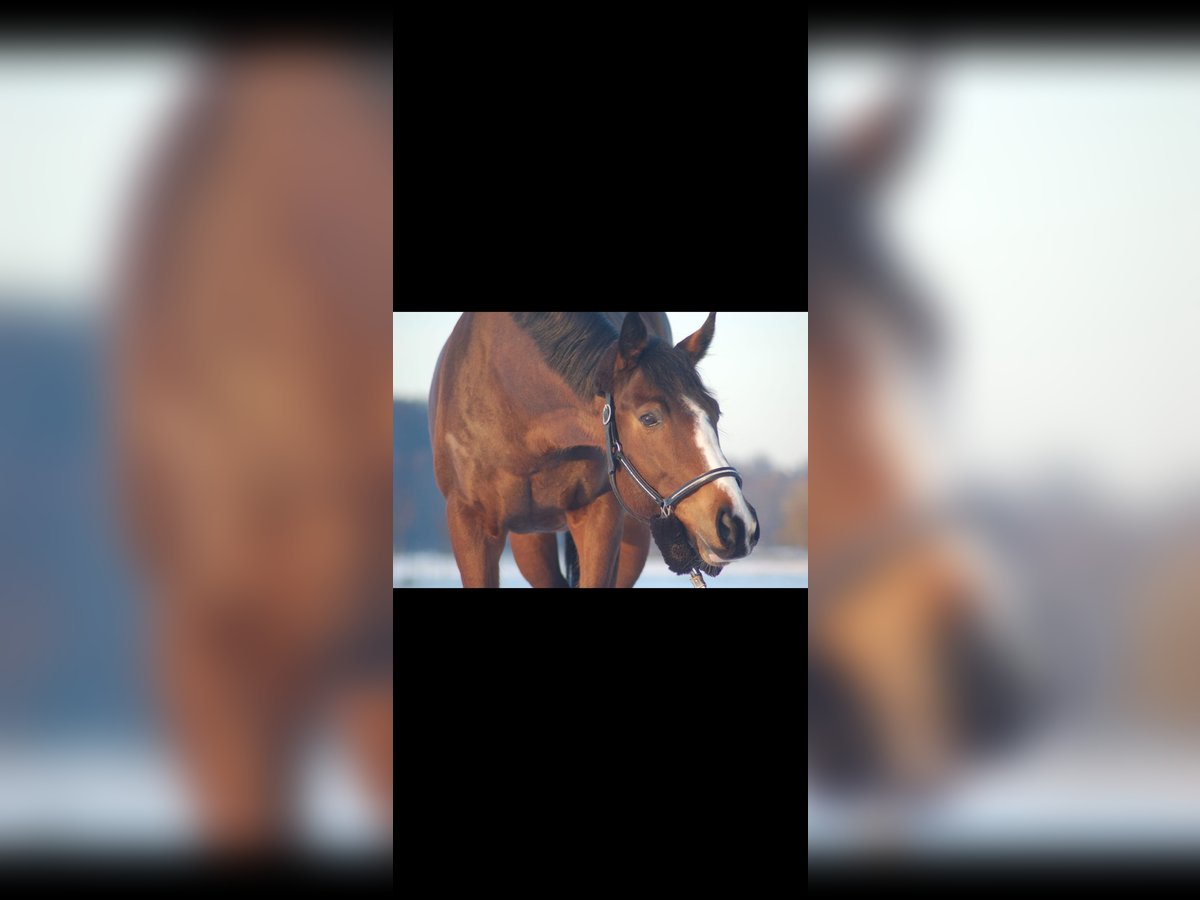 Thoroughbred Mare 10 years 15,1 hh Brown in Fröndenberg