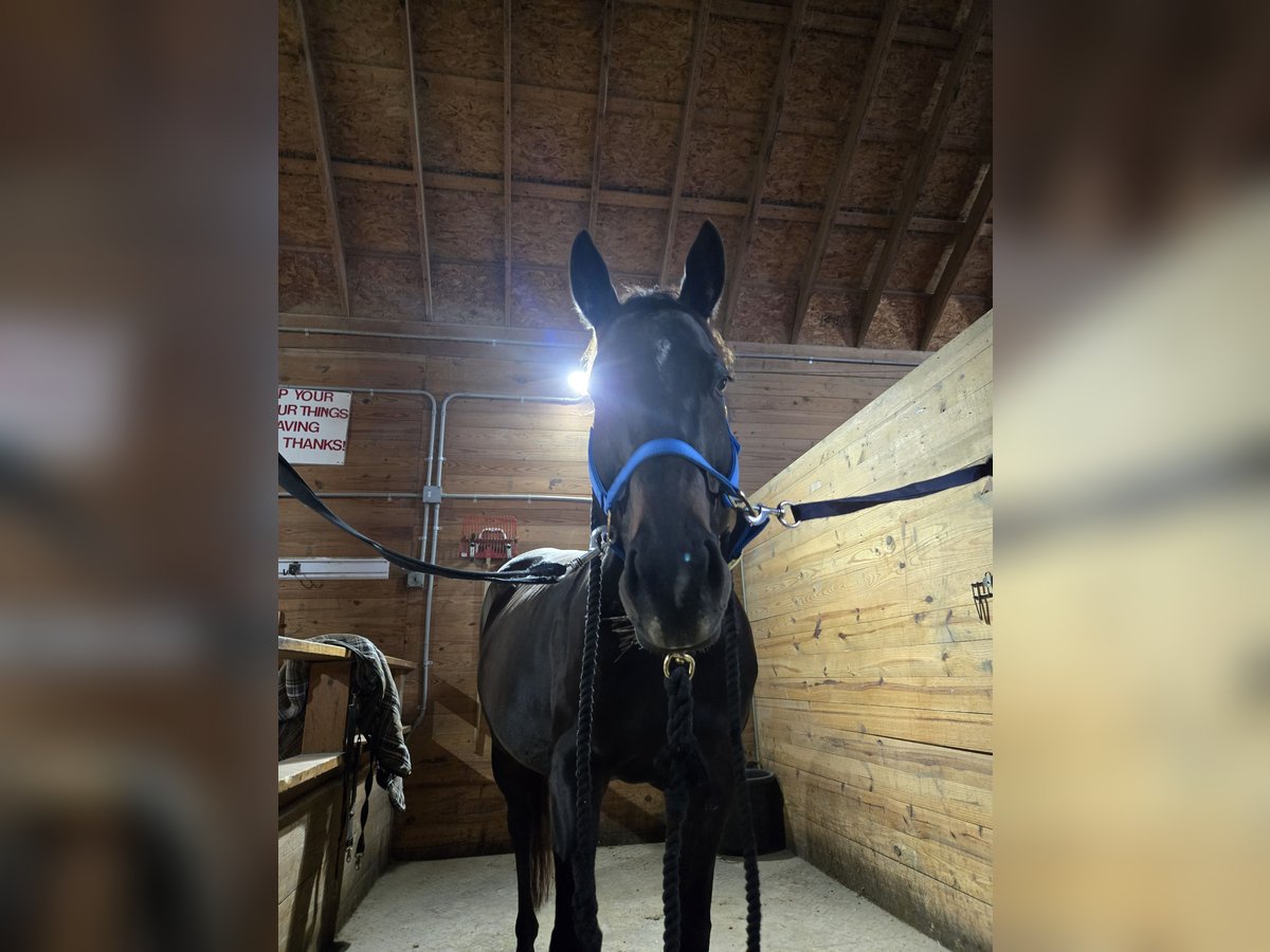 Thoroughbred Mare 10 years 15 hh Bay-Dark in Dexter, MI