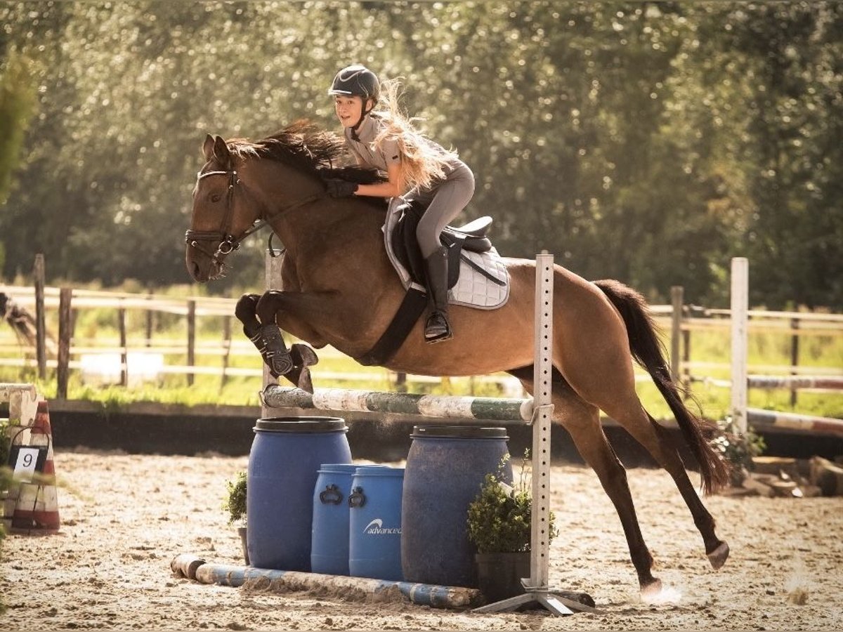 Thoroughbred Mare 10 years 15 hh Brown in Spaarndam