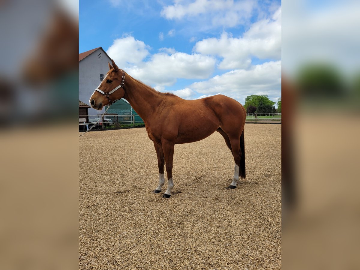 Thoroughbred Mare 10 years 15,2 hh Chestnut-Red in Emtinghausen