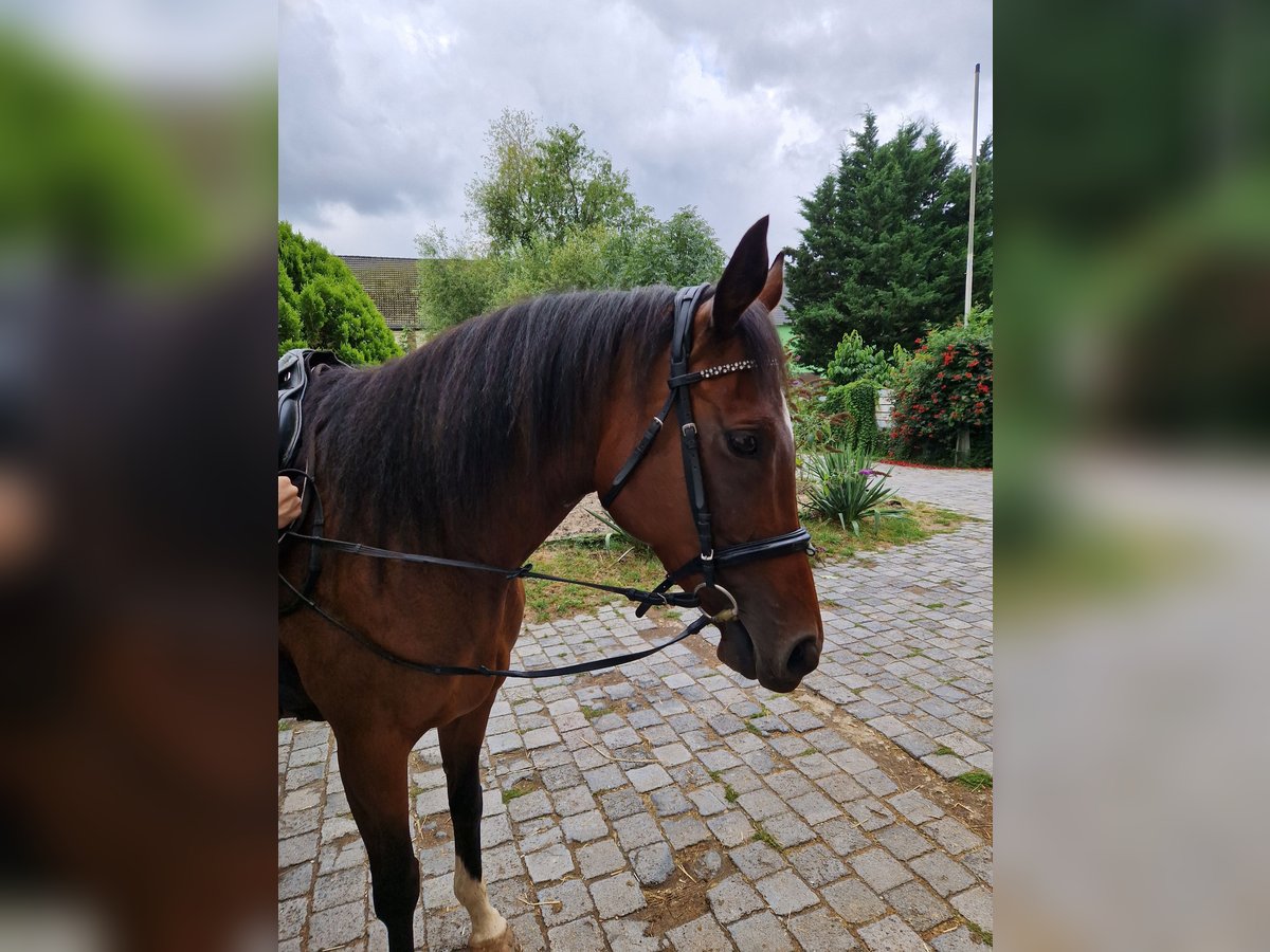 Thoroughbred Mare 10 years 16 hh Brown in Leuna