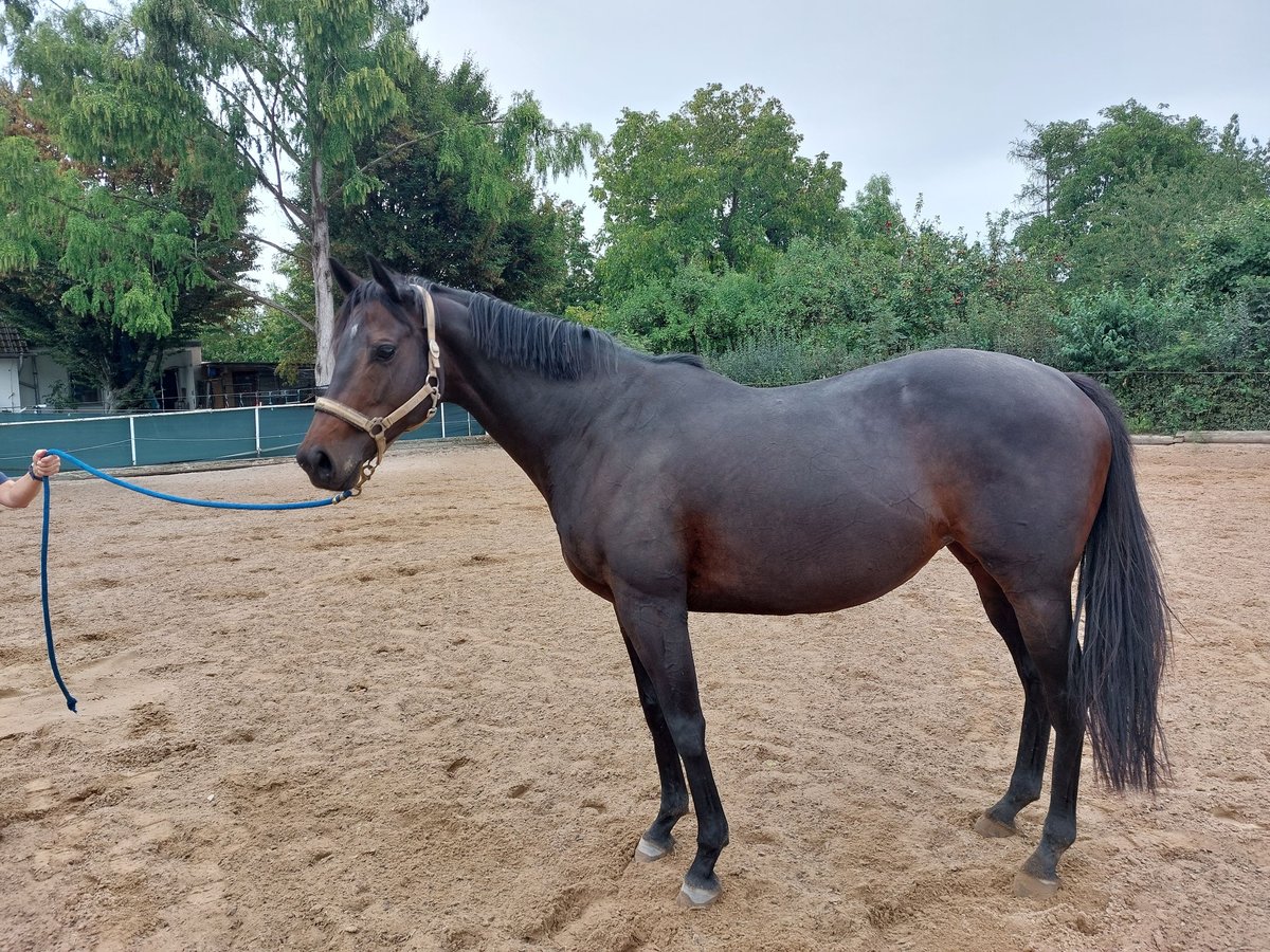 Thoroughbred Mare 10 years in Filderstadt