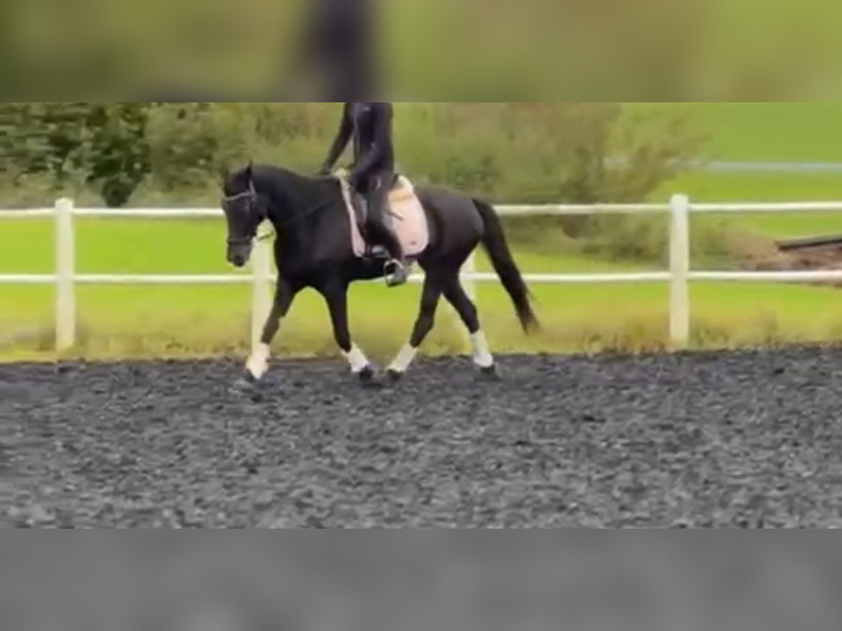 Thoroughbred Mare 11 years 15,2 hh Smoky-Black in Salzburg