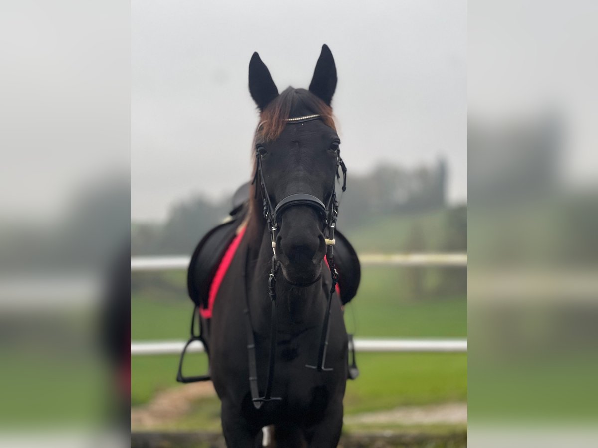 Thoroughbred Mare 11 years 15,2 hh Smoky-Black in Salzburg