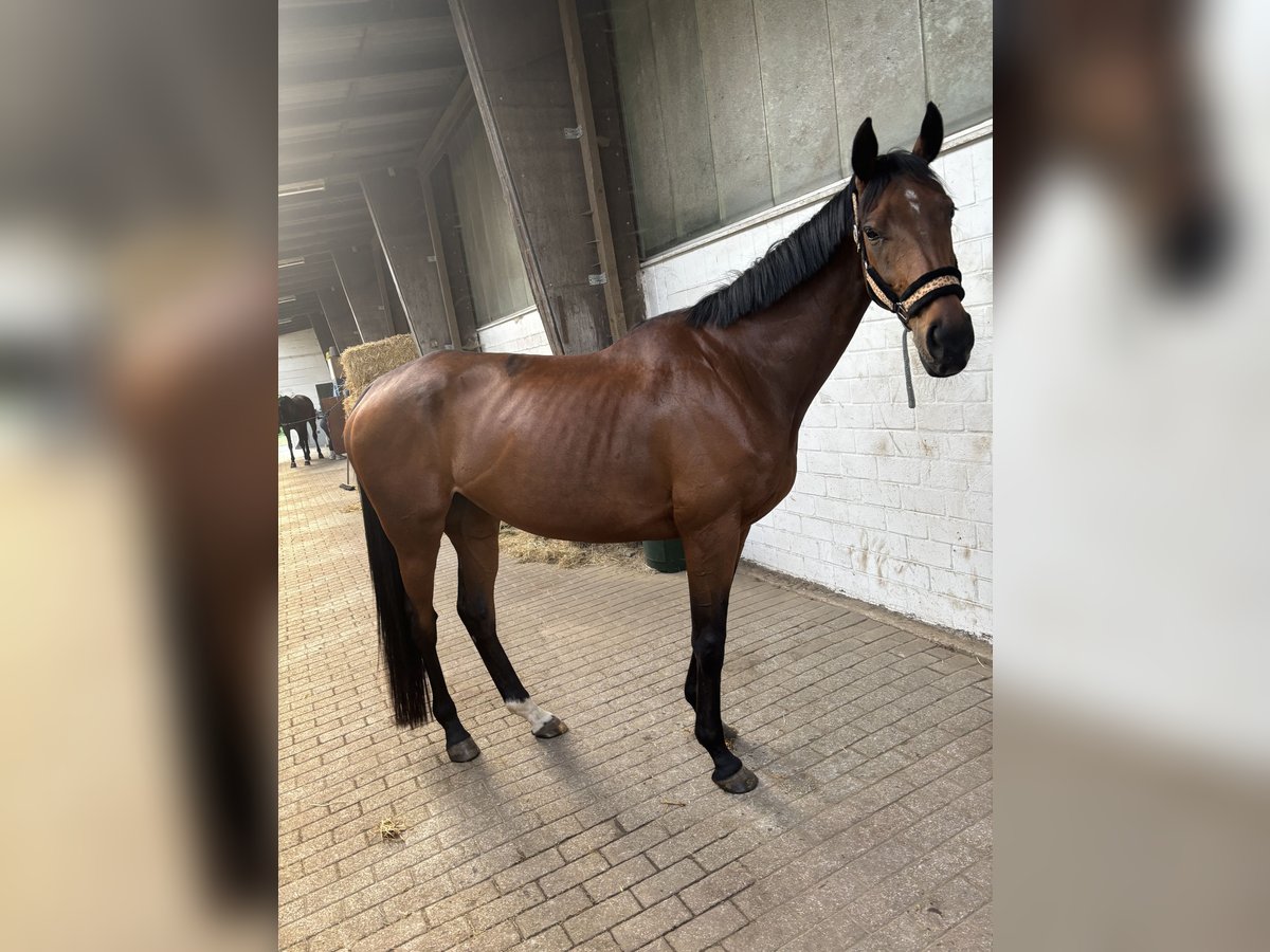 Thoroughbred Mare 11 years 15,2 hh Brown in Lienen