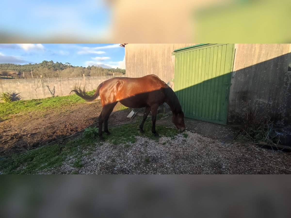 Thoroughbred Mare 11 years 16 hh Brown in Orto&#xF1;o (Ames)