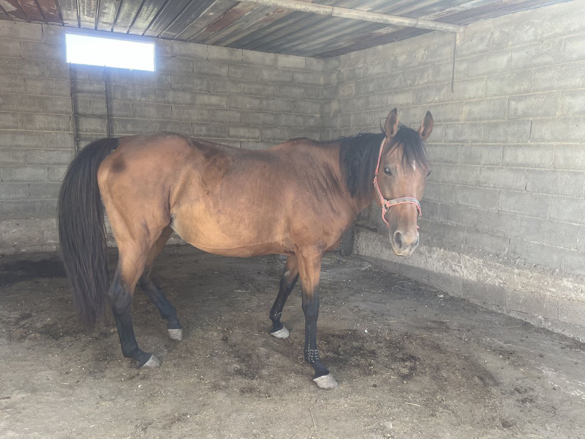 Thoroughbred Mare 11 years 16 hh Brown-Light in Rosolini