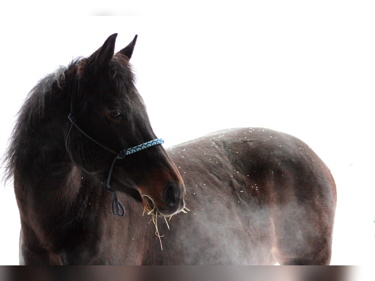 Thoroughbred Mare 12 years 15,1 hh Black in Schwifting