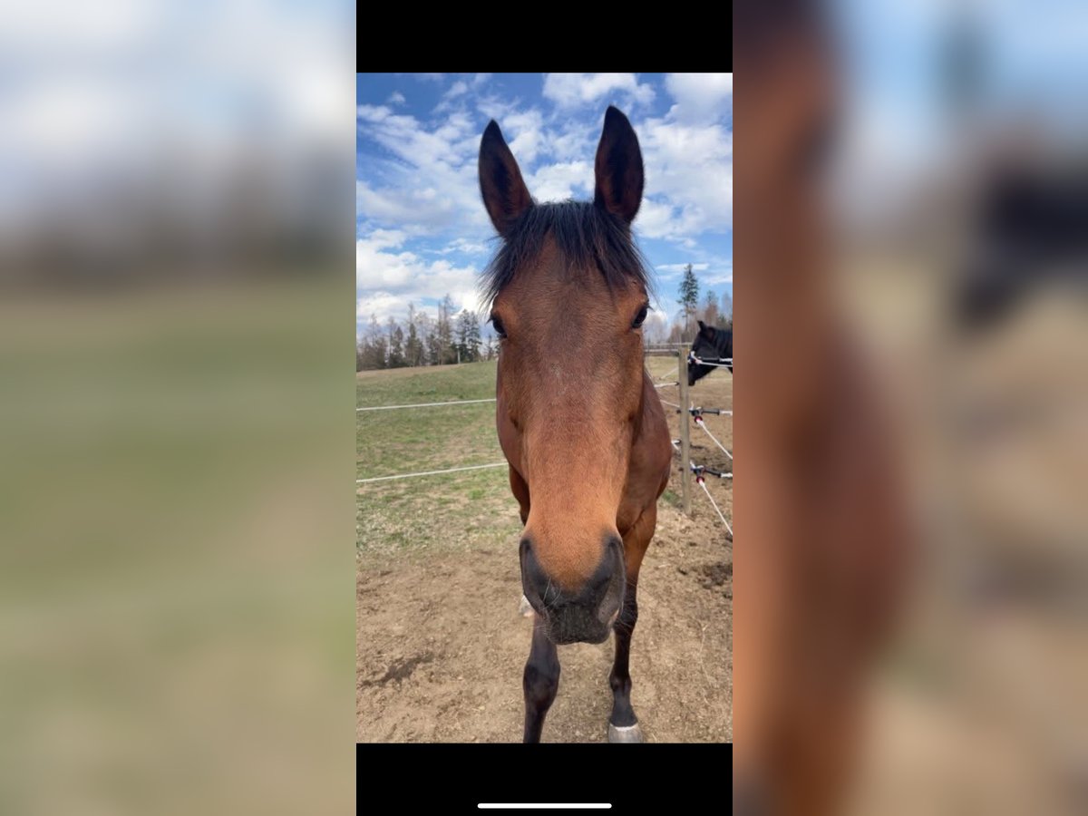 Thoroughbred Mare 12 years 15 hh Brown in Edelschrott