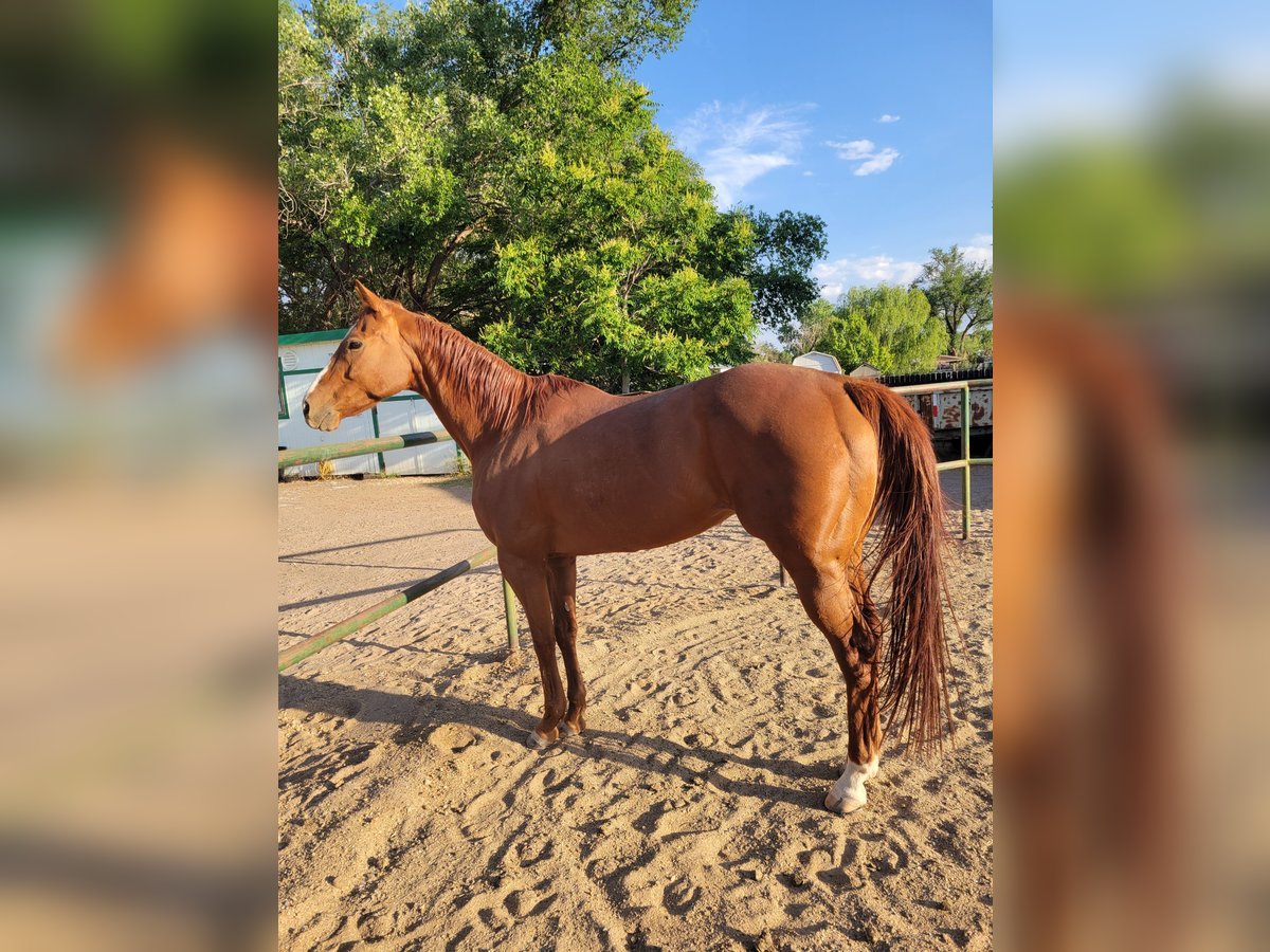 Thoroughbred Mare 12 years 15 hh Sorrel in Bosque Farms