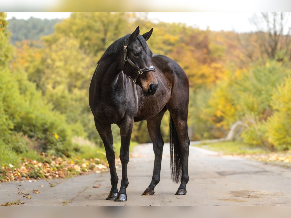 Thoroughbred Mare 12 years 15,1 hh Bay-Dark in Galenberg