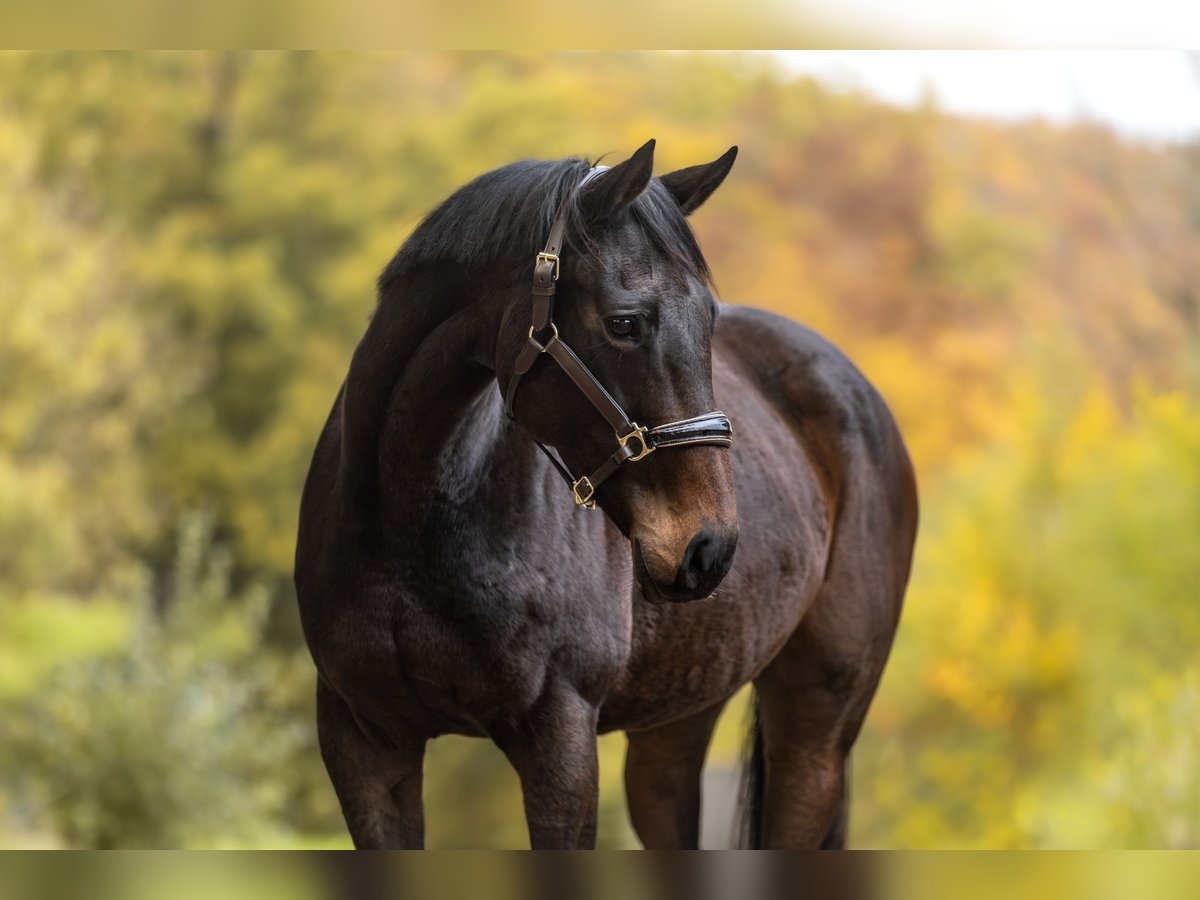 Thoroughbred Mare 12 years 15,1 hh Bay-Dark in Windhagen Thoroughbred Mare 12 years 15,1 hh Bay-Dark in Windhagen
