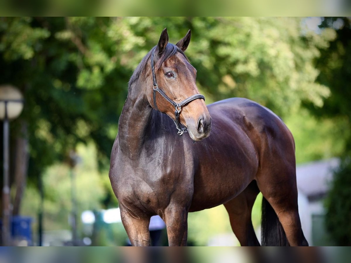 Thoroughbred Mare 12 years 16 hh Bay-Dark in Windhagen
