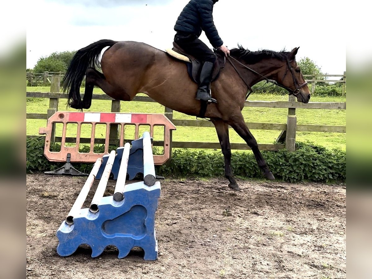 Thoroughbred Mare 12 years 16 hh Bay in Bridgwater, Somerset