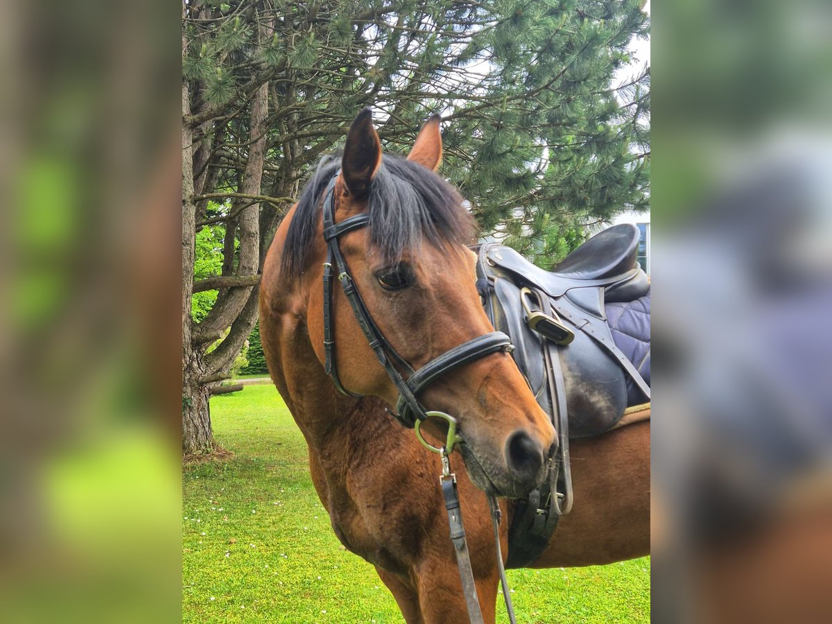 Thoroughbred Mare 12 years 16 hh Brown in Dachau