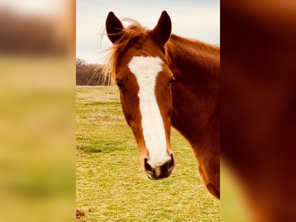 Thoroughbred Mare 12 years 16 hh Chestnut-Red in Reith bei Seefeld