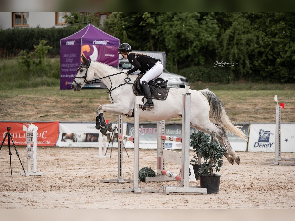 Thoroughbred Mare 12 years 16 hh Grey in Bernhardswald