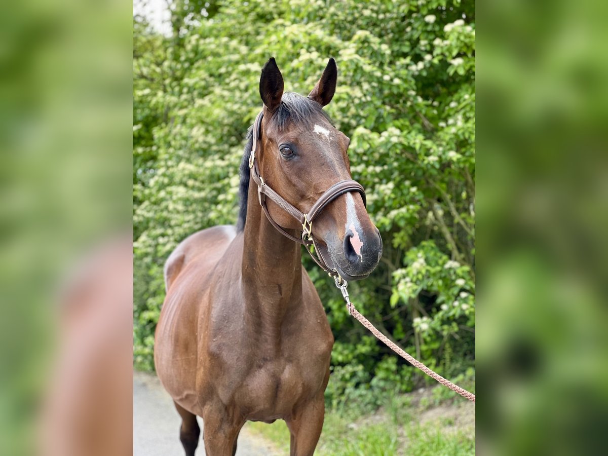 Thoroughbred Mare 12 years 16,1 hh Brown in Inzlingen