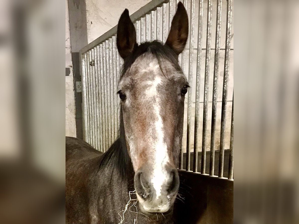 Thoroughbred Mare 13 years 14,2 hh Brown in Septfontaines