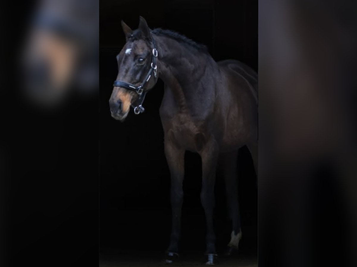 Thoroughbred Mare 13 years 15,2 hh Bay-Dark in Osdorf