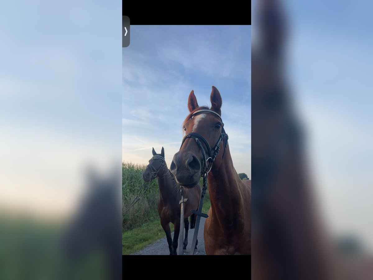 Thoroughbred Mare 13 years 15,2 hh Chestnut-Red in Asendorf