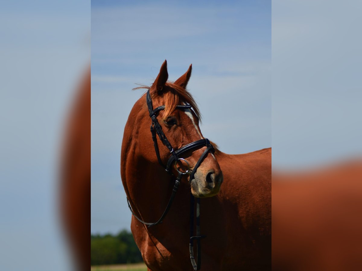 Thoroughbred Mare 13 years 15,2 hh Chestnut-Red in Teltow