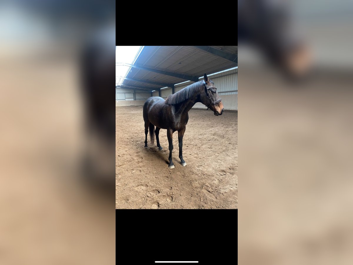 Thoroughbred Mare 13 years 15,2 hh in Leipzig