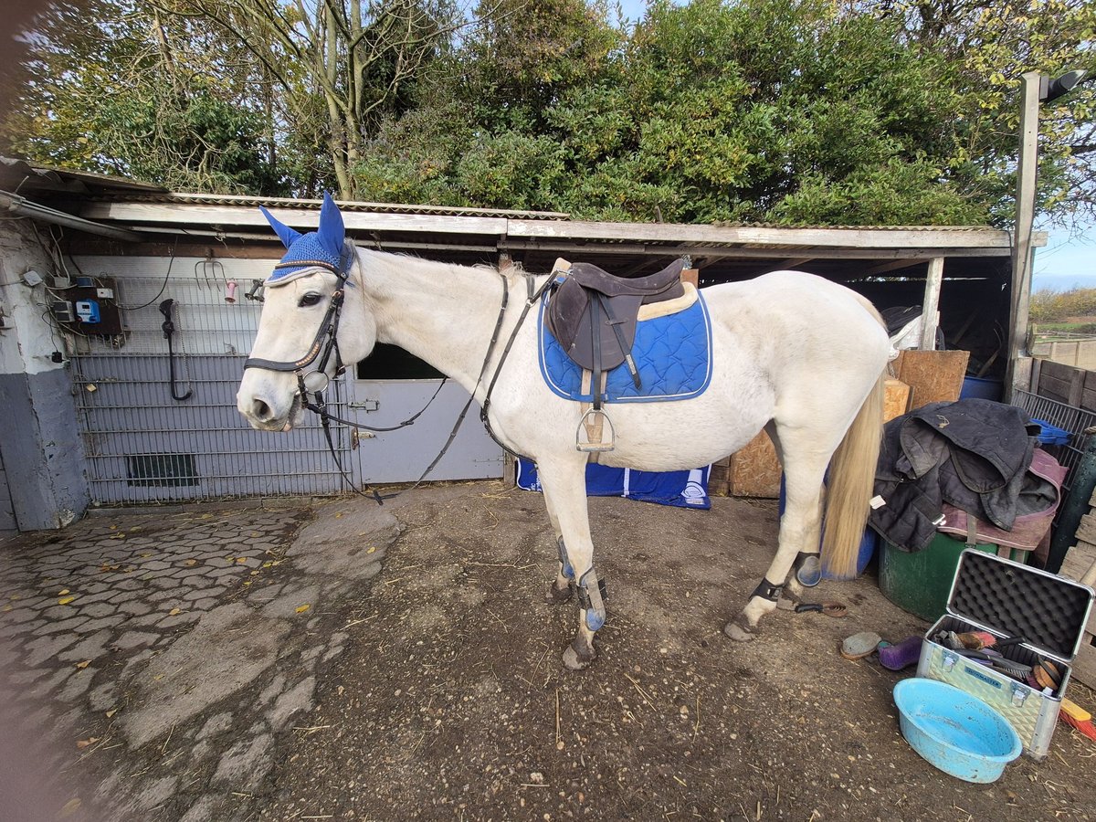 Thoroughbred Mare 13 years 16 hh White in M&#xF6;nchengladbacho