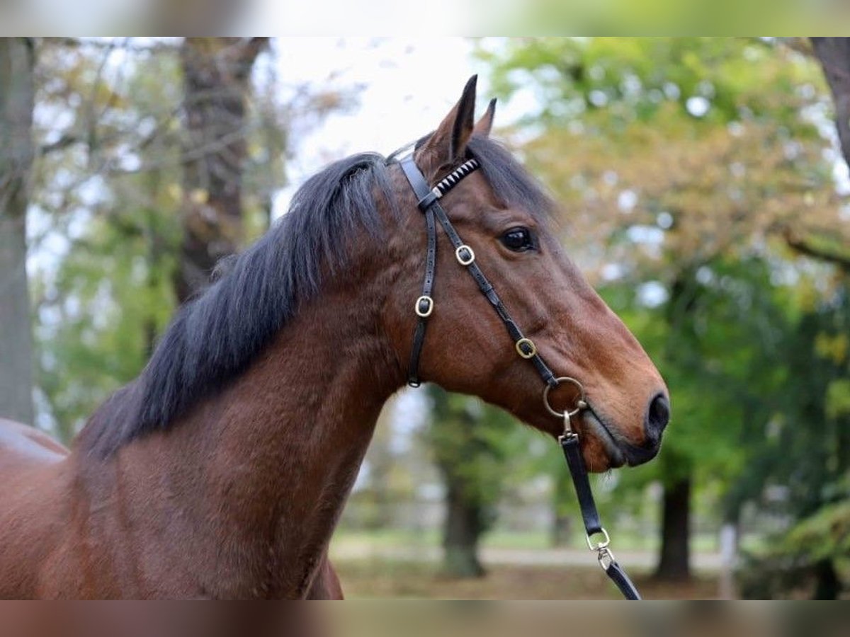 Thoroughbred Mare 13 years Brown in Torgau OT Graditz