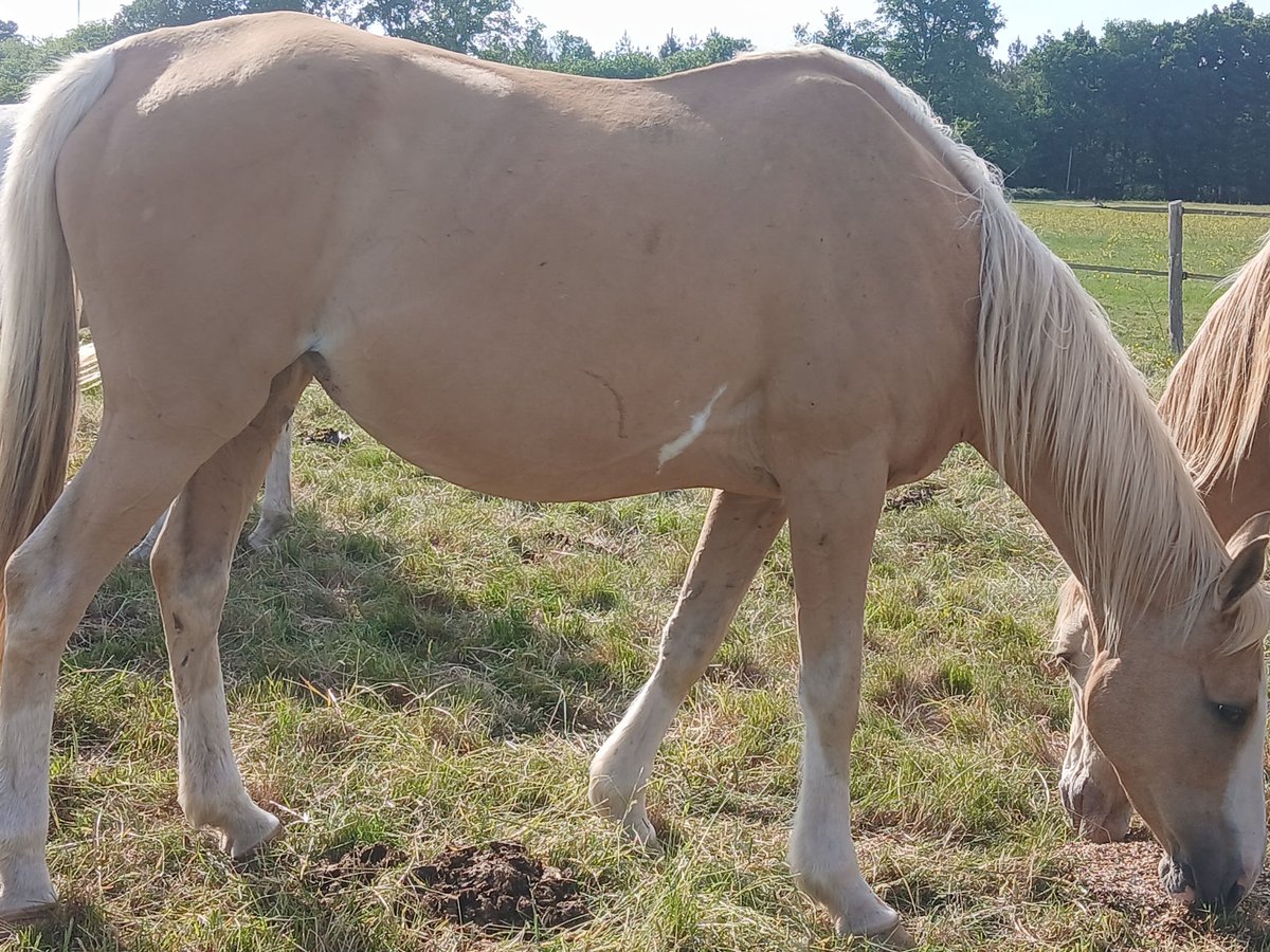 Thoroughbred Mare 14 years 15,3 hh Palomino in Beaumont pied-de-boeuf