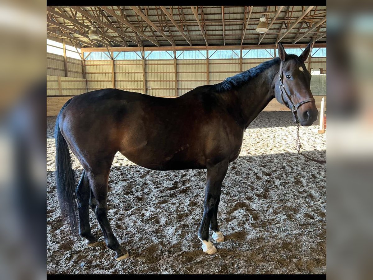 Thoroughbred Mare 14 years 16 hh Bay-Dark in Zionsville