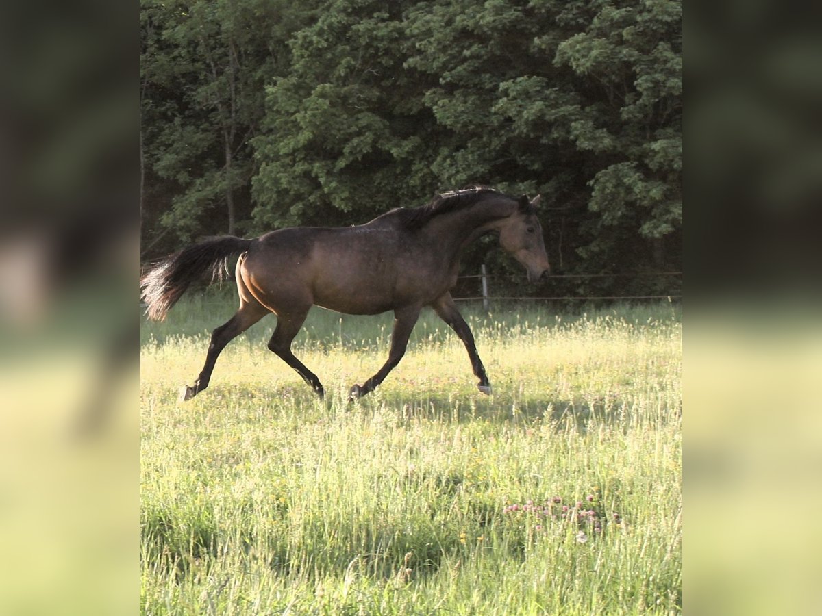 Thoroughbred Mare 14 years 16 hh Brown in Kronach