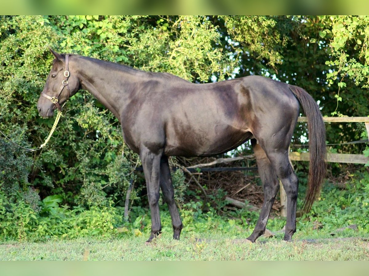 Thoroughbred Mare 14 years 16,1 hh Black in Hamburg Lemsahl-Mellingstedt