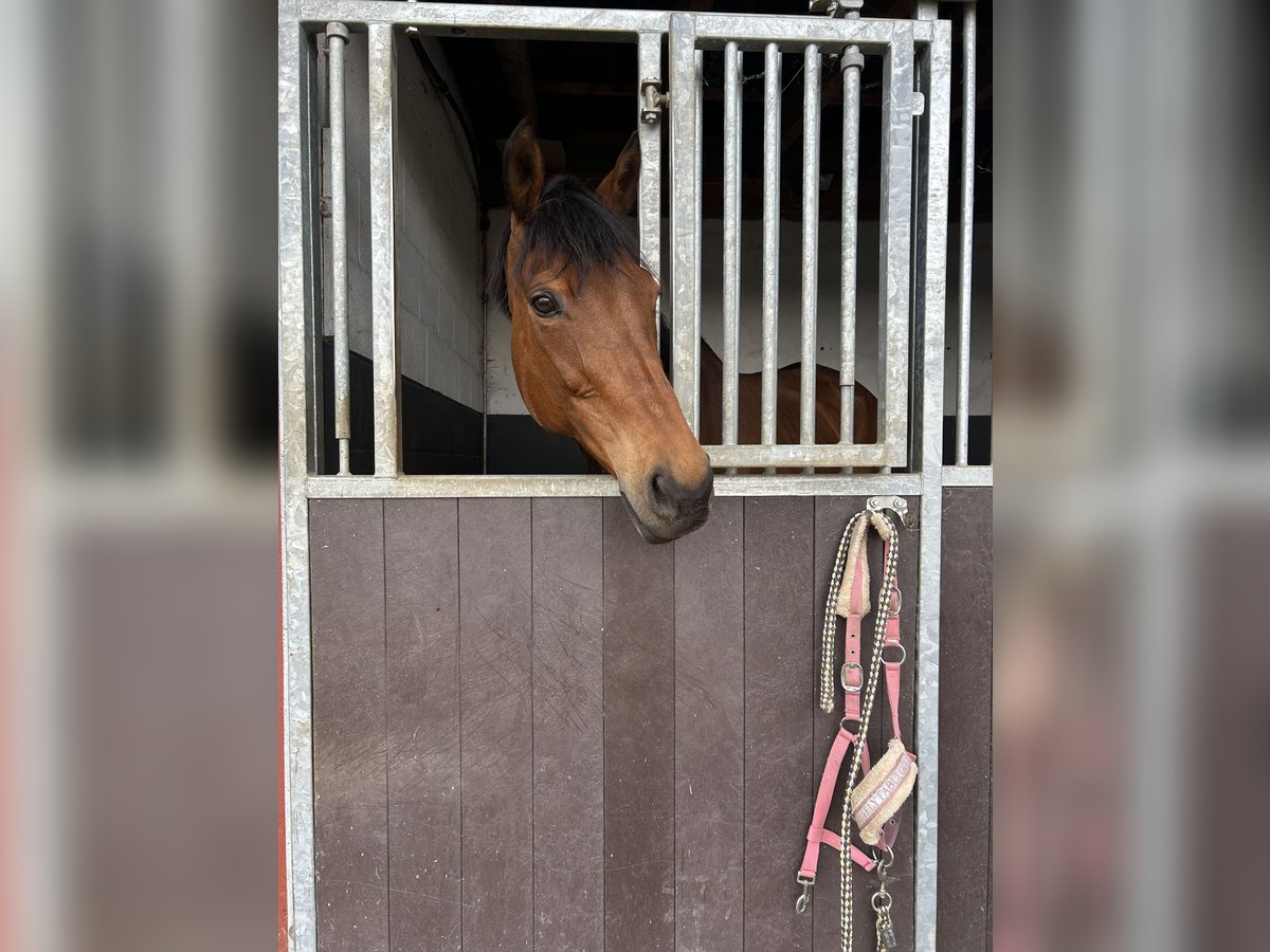 Thoroughbred Mare 15 years 15,3 hh Brown in Wassenberg Thoroughbred Mare 15 years 15,3 hh Brown in Wassenberg
