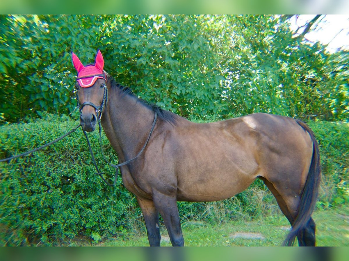 Thoroughbred Mare 15 years 16 hh Bay-Dark in Dreschvitz