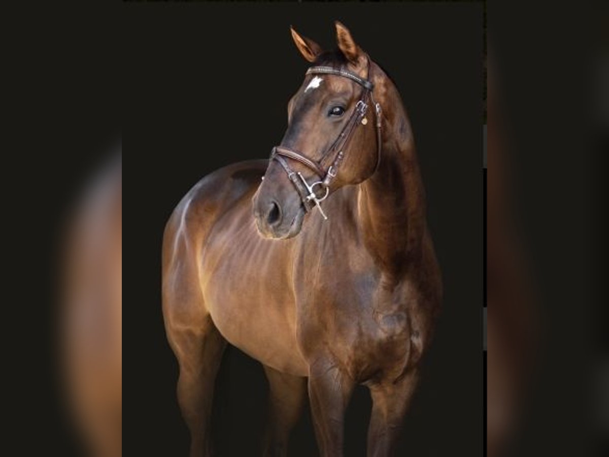 Thoroughbred Mare 15 years 16 hh Bay in Hesperia