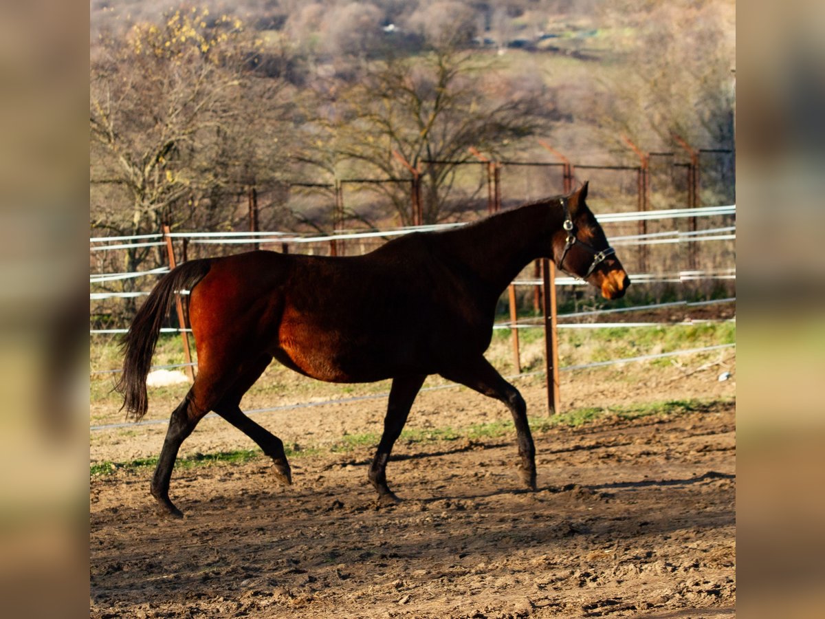 Thoroughbred Mare 15 years Brown in Aytos