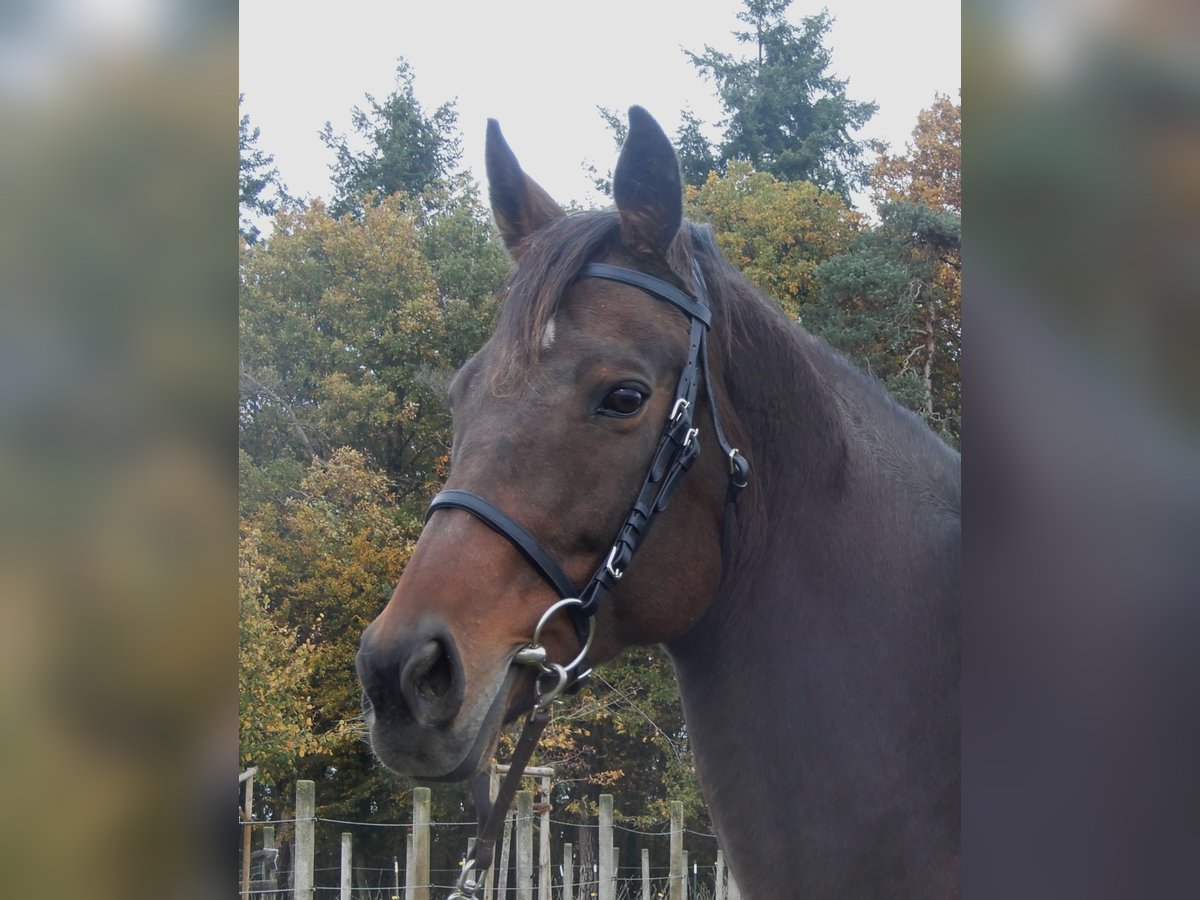 Thoroughbred Mare 15 years Brown in Lorch