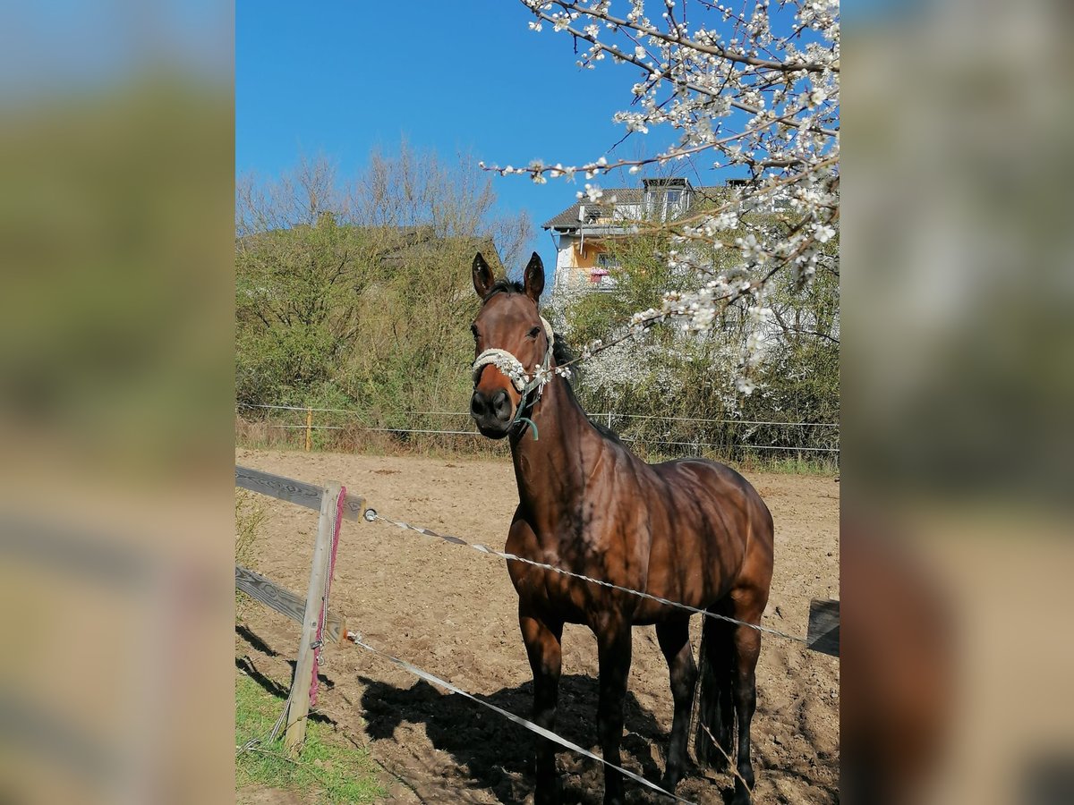 Thoroughbred Mare 16 years 15,2 hh Brown in Hünfeld