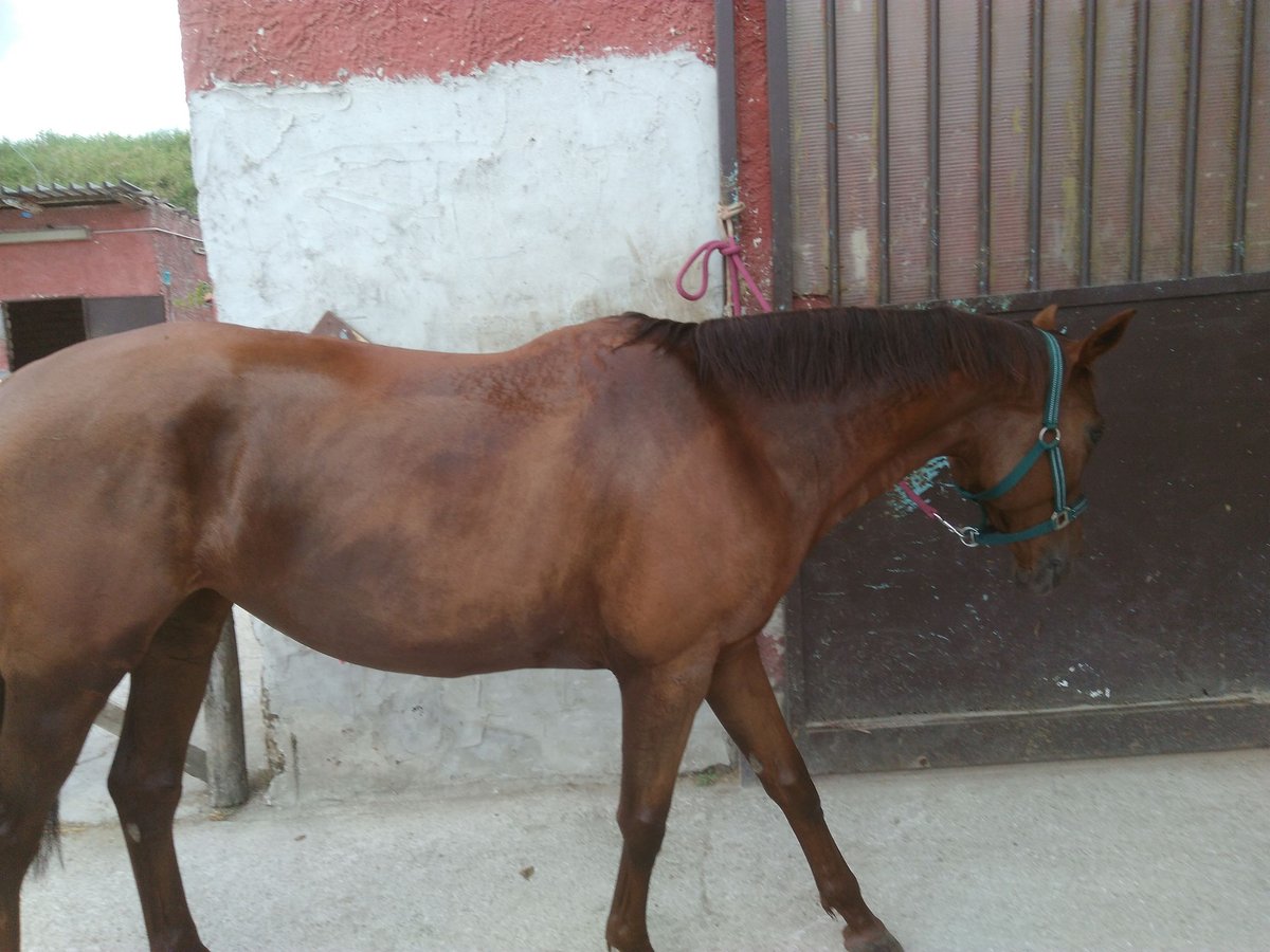 Thoroughbred Mare 16 years 16,2 hh Chestnut-Red in Pomigliano D&#39;Arco