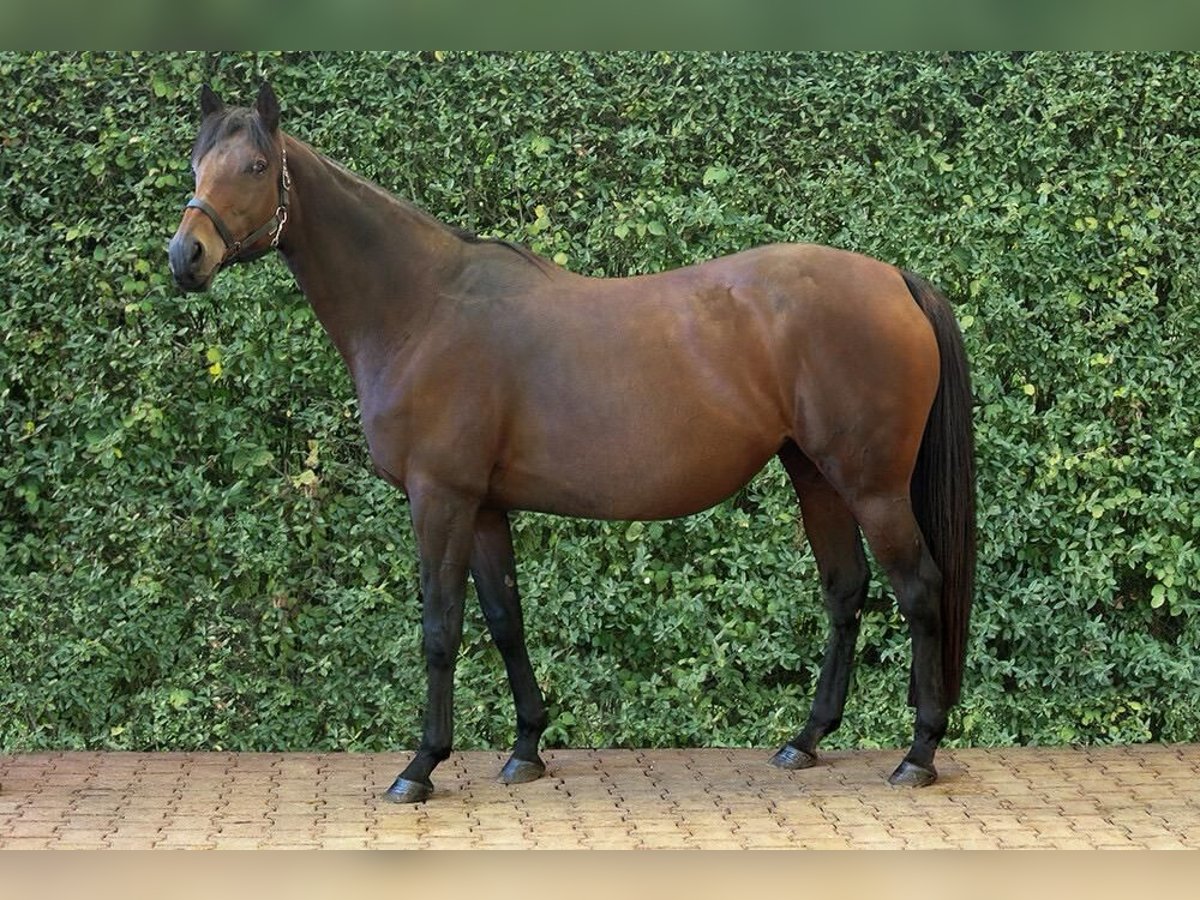 Thoroughbred Mare 17 years 15,2 hh Brown in Frauenneuharting