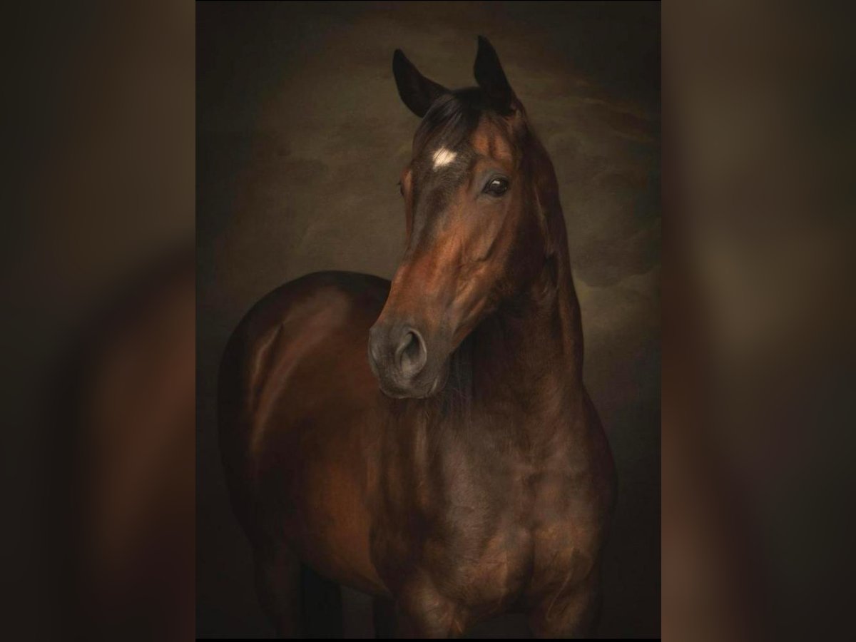 Thoroughbred Mare 17 years 15,2 hh Brown in Lienden