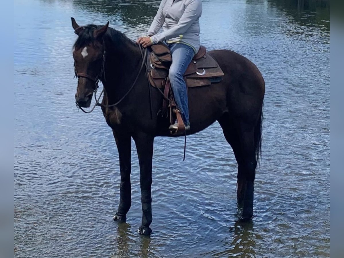Thoroughbred Mare 17 years 16 hh Bay in Plano, Illinois
