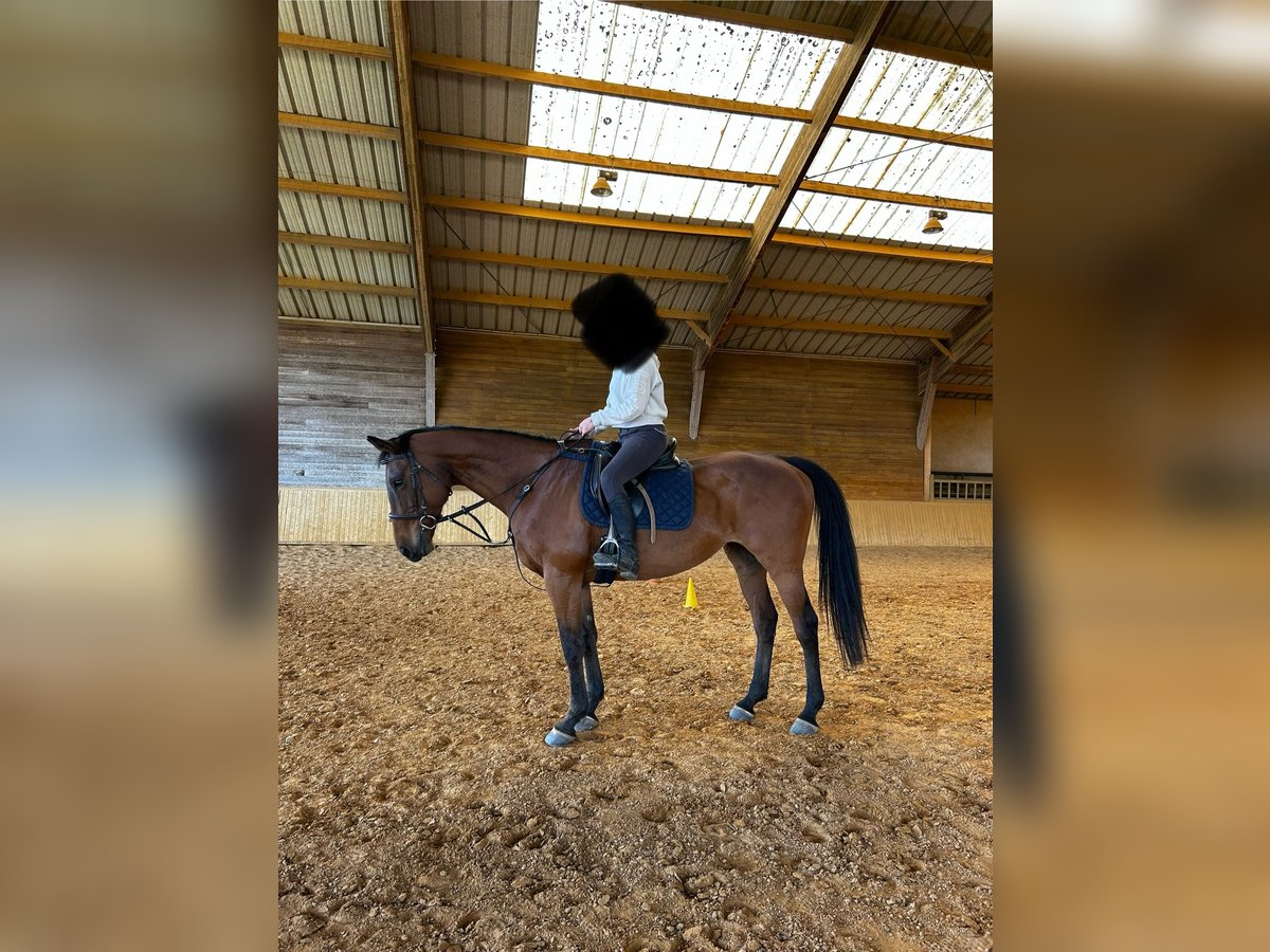 Thoroughbred Mare 17 years 16 hh Brown in Lathus-Saint-Rémy