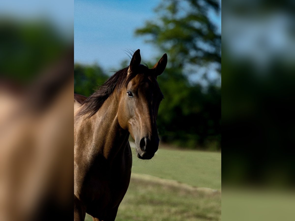 Thoroughbred Mare 18 years 15,2 hh Brown in Neustadt an der Weinstraße