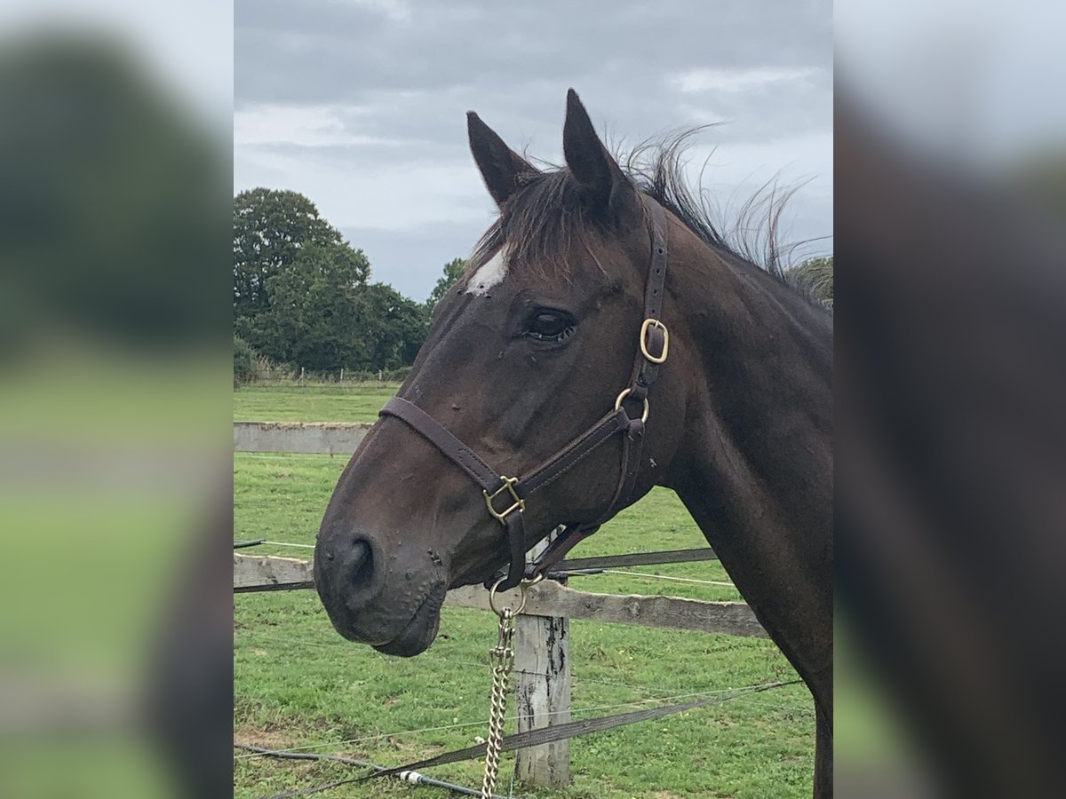 Thoroughbred Mare 19 years 16,1 hh Brown in MUNEVILLE LE BINGARD