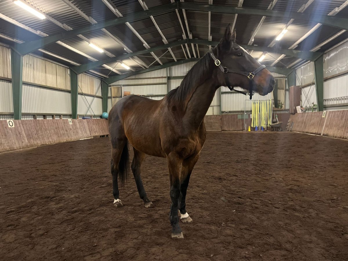 Thoroughbred Mare 19 years 16 hh Bay-Dark in Neetze