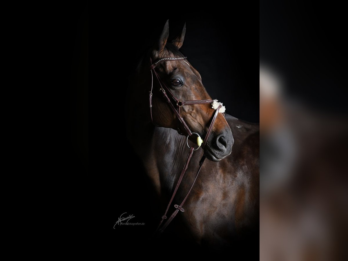 Thoroughbred Mare 19 years 16 hh Brown in Euskirchen