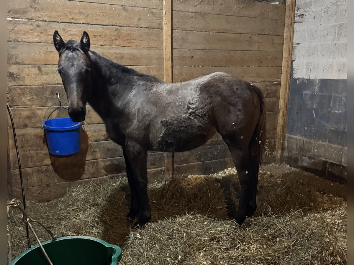 Thoroughbred Mare 1 year 13 hh in Pattersonville